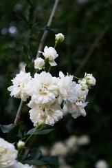 White Lady Banks' Rose, Banksia Rose, Rosa banksiae var banksia